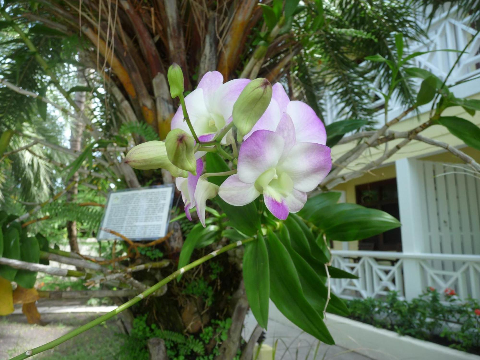 Buccaneer Beach Club Golful Dickenson Exterior foto